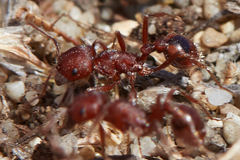 Pogonomyrmex subdentatus