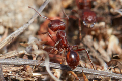 Pogonomyrmex subdentatus
