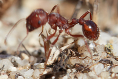 Pogonomyrmex subdentatus