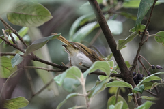 Abroscopus albogularis