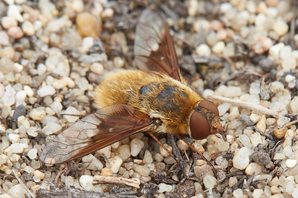 Paravilla fulvicoma