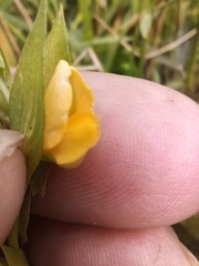 Zornia diphylla