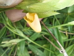 Zornia diphylla