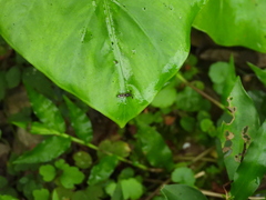 Teleopsis quadriguttata