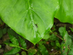 Teleopsis quadriguttata