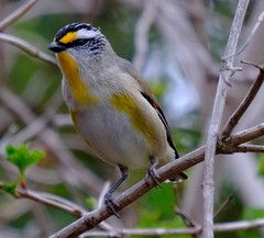 Pardalotus striatus ornatus
