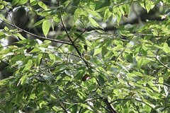 Phylloscopus ricketti