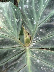 Philodendron verrucosum