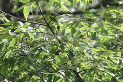 Phylloscopus ricketti