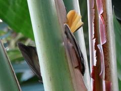 Cossypha natalensis natalensis