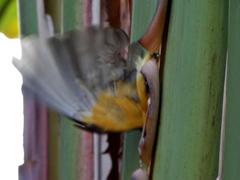 Cossypha natalensis natalensis