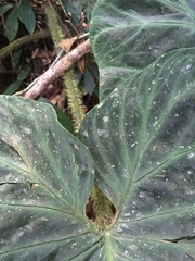 Philodendron verrucosum