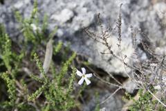 Jamesbrittenia calciphila