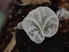 Campanella junghuhnii
