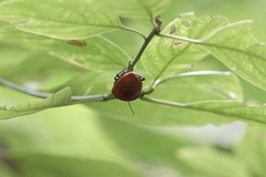Poecilocoris druraei