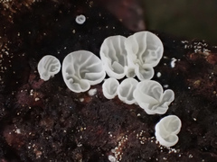 Campanella junghuhnii