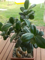 Ficus retusa