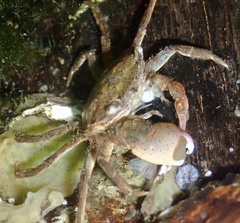 Hemigrapsus takanoi