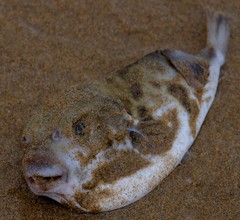 Contusus brevicaudus