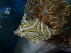 Acreichthys radiatus