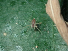 Dendrolycosa