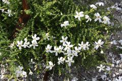 Jamesbrittenia calciphila