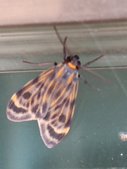 Eucereon phaeoprocta