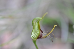 Pterostylis barbata