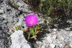 Lampranthus ceriseus