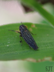 Chlorogonalia losoplanensis