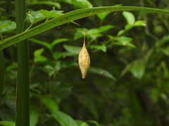 Cyrtarachne inaequalis