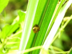 Cyrtarachne inaequalis