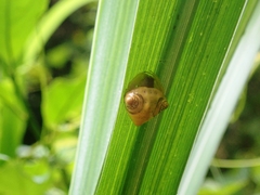 Cyrtarachne inaequalis