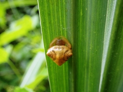 Cyrtarachne inaequalis