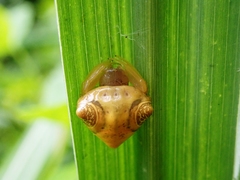 Cyrtarachne inaequalis