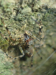 Spartaeus zhangi