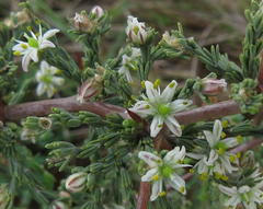 Asparagus capensis capensis