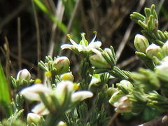 Asparagus capensis capensis