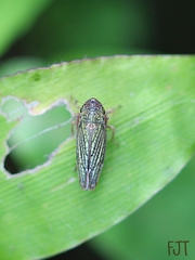 Chlorogonalia losoplanensis