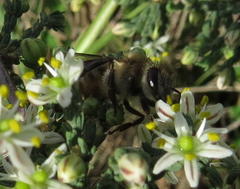 Asparagus capensis capensis