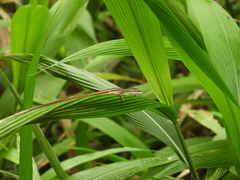 Takydromus viridipunctatus