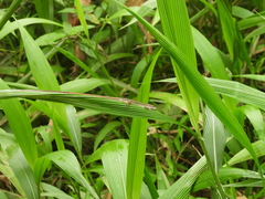 Takydromus viridipunctatus