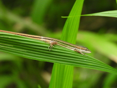 Takydromus viridipunctatus