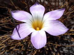 Romulea atrandra esterhuyseniae