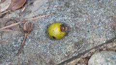 Diospyros morrisiana