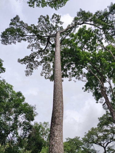 Red Silk Cotton Tree