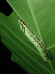 Eupanacra