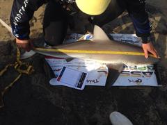 Carcharhinus brachyurus