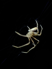 Cyphalonotus