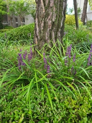 Liriope muscari